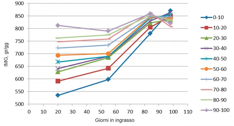 Figura 7. Evoluzione del IMG in funzione del peso all&#39;entrata&nbsp;(ogni10%). Alla fine dell&#39;ingrasso tutti hanno avuto un IMG similare, anche se i pi&ugrave; grossi raggiungevano il massimo molto prima, avendo meno giorni di permanenza.
